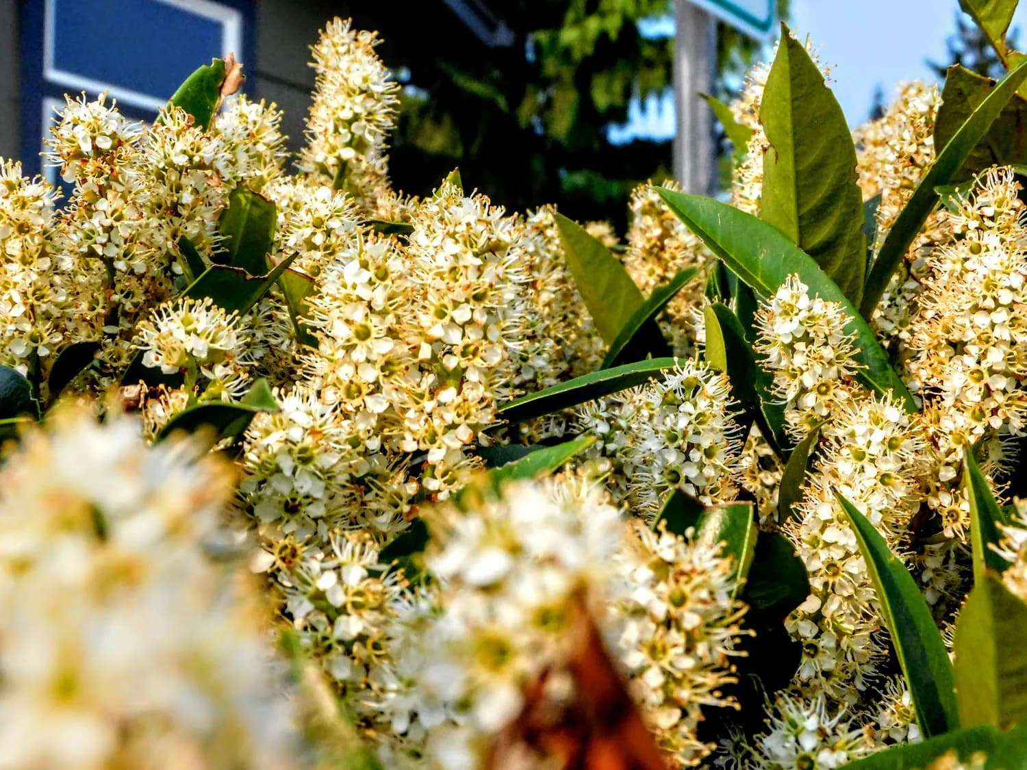 夜来香：一种"挑剔"的芳香植物
