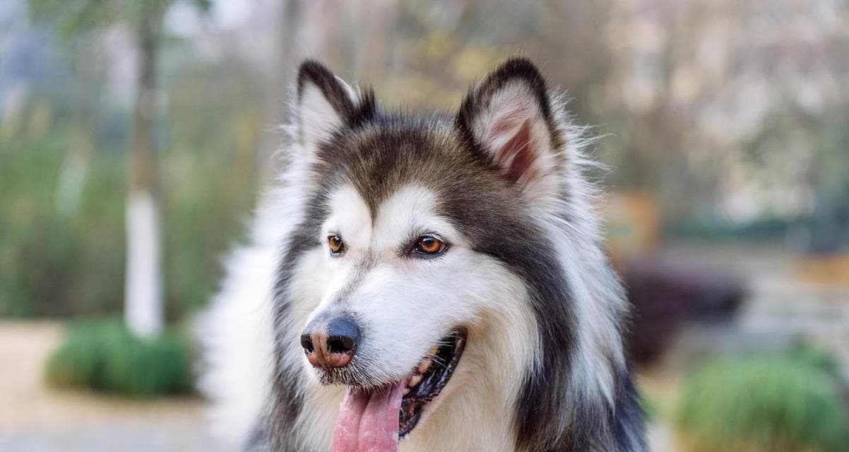 阿拉斯加犬的优缺点（了解阿拉斯加犬的优势与劣势，为你的宠物选择做准备）
