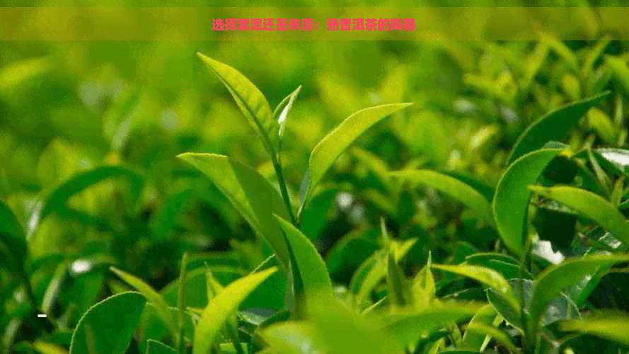选择紫泥还是朱泥：熟普洱茶的陶器