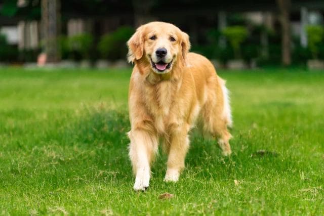 金毛寻回犬：友好聪明的中型犬，需充足运动与定期护理