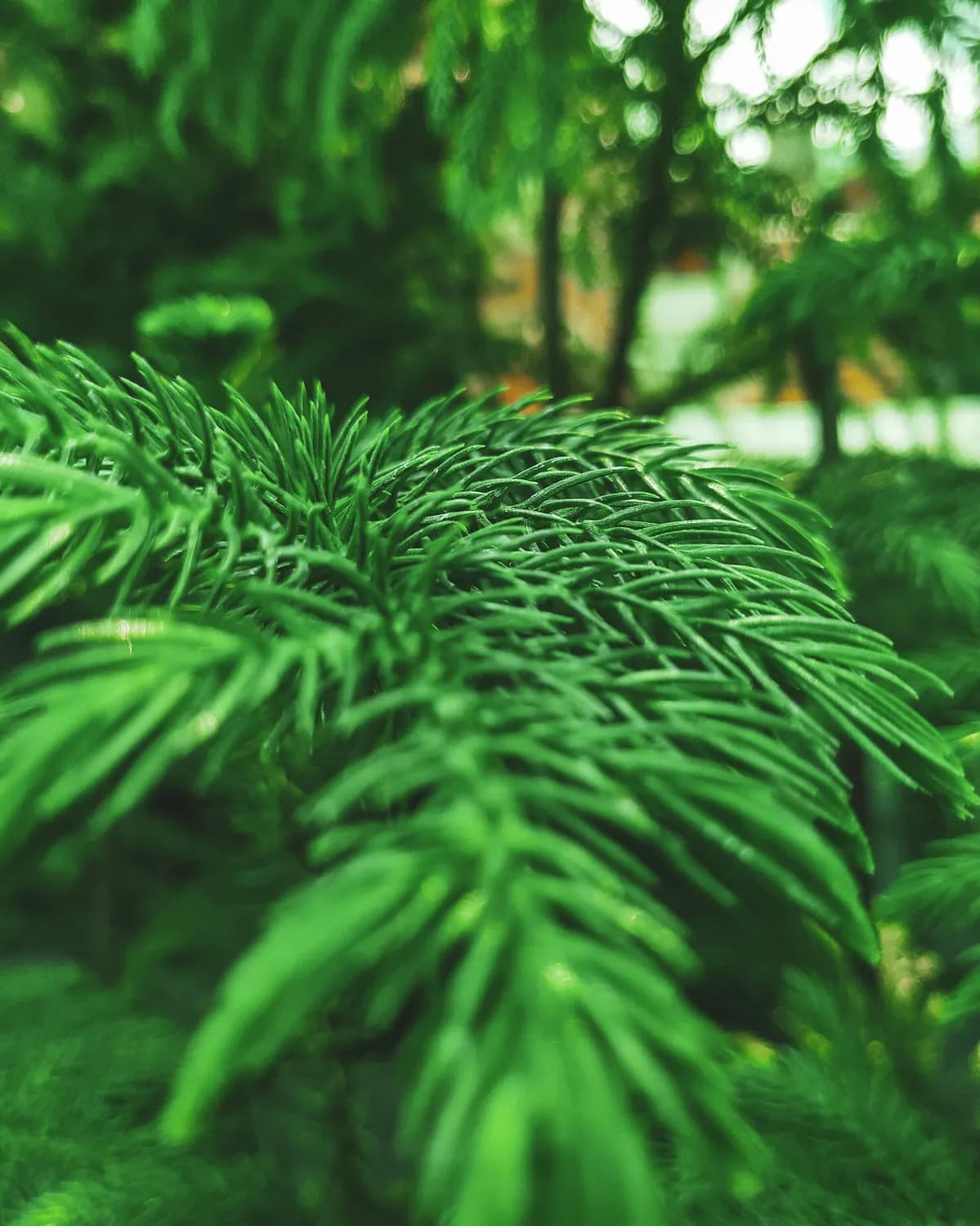 当归龙荟丸：网红养生神器？