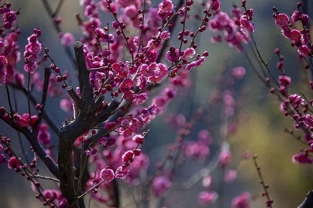 南京牛首山：春日梅花盛放，踏春赏景正当时