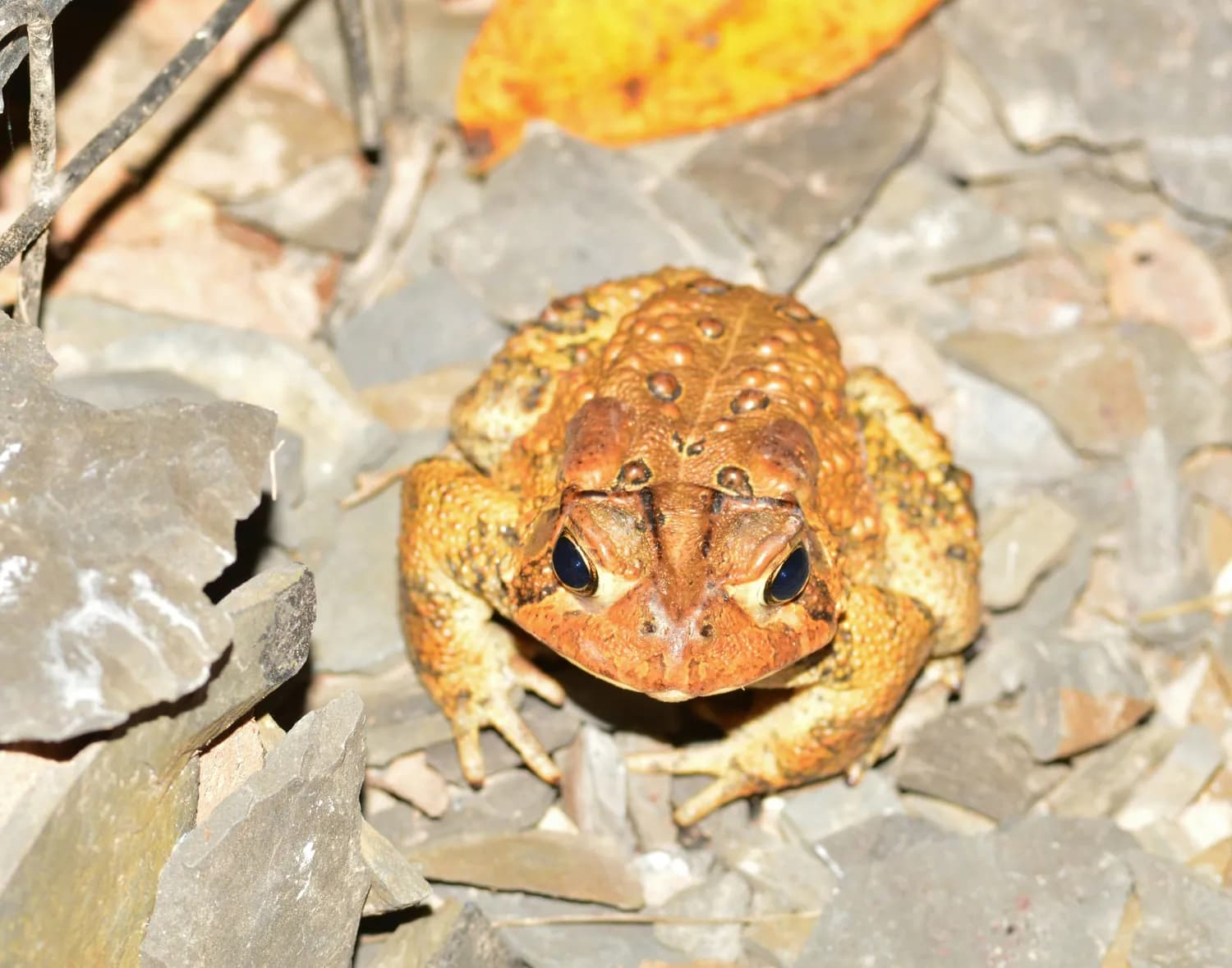 SAVE THE FROGS!：保护青蛙就是保护地球