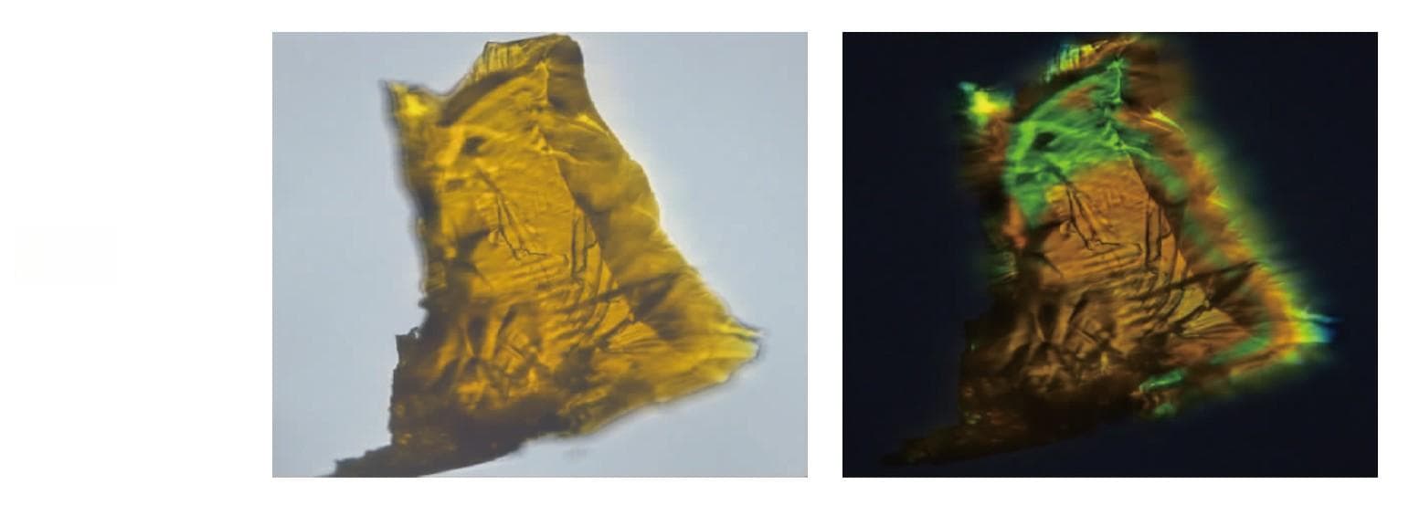 偏光显微镜LP100在中药显微鉴定中的应用