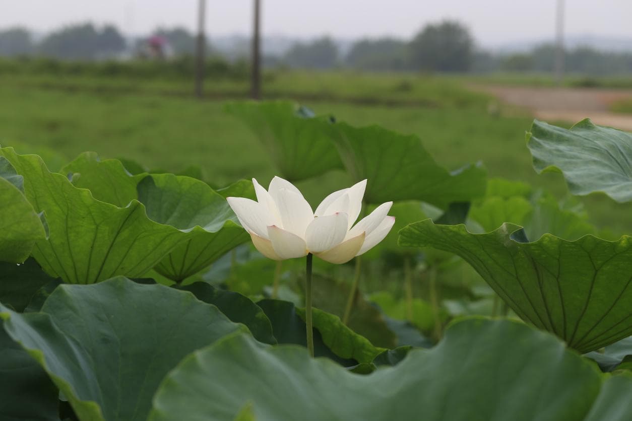 【赣食十味】白莲