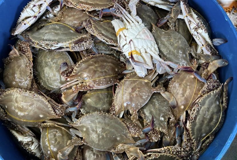 开学整一顿海鲜：梭子蟹介绍及美食攻略