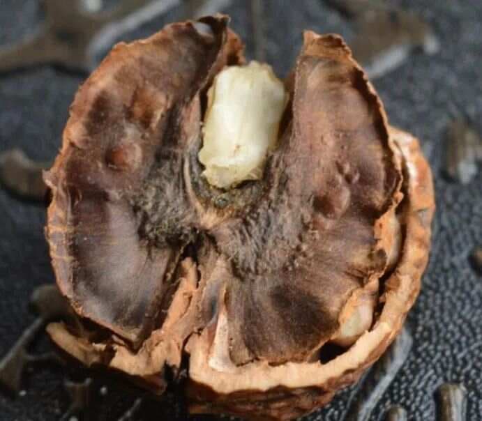 核桃壳是个宝，千万别扔掉，放锅里煮一煮，解决了很多人的烦恼，实用还省钱