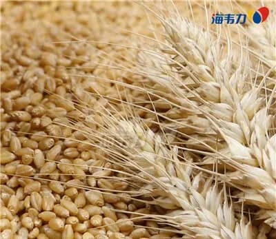 面包面团整形的说明