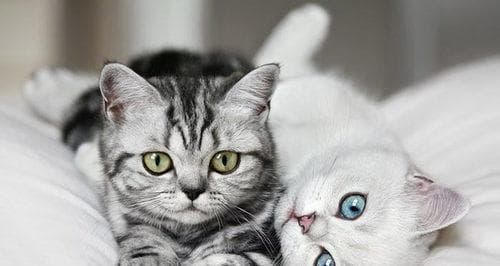 猫咪对新生儿有影响吗？如何确保宠物与婴儿安全共处？