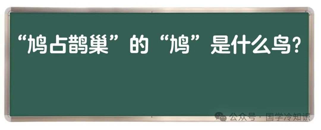 “鸠占鹊巢”中的“鸠”是什么鸟？是斑鸠吗？