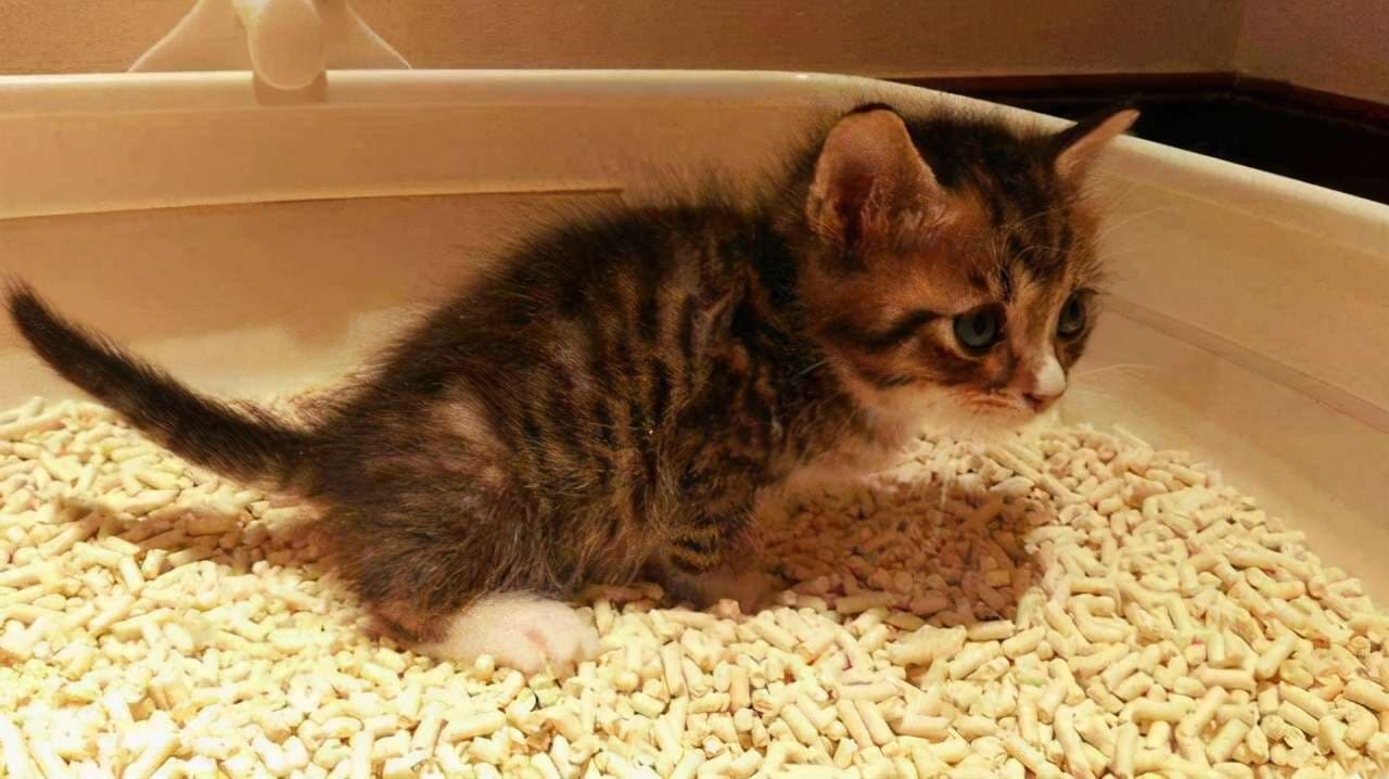猫咪拉稀怎么办？这份实用指南请收好