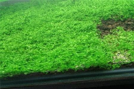 趴地矮珍珠怎么长得快