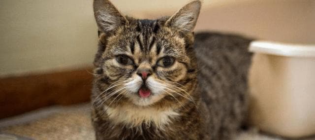 为什么猫会发出咕咕声？揭秘猫咕咕声的14个秘密