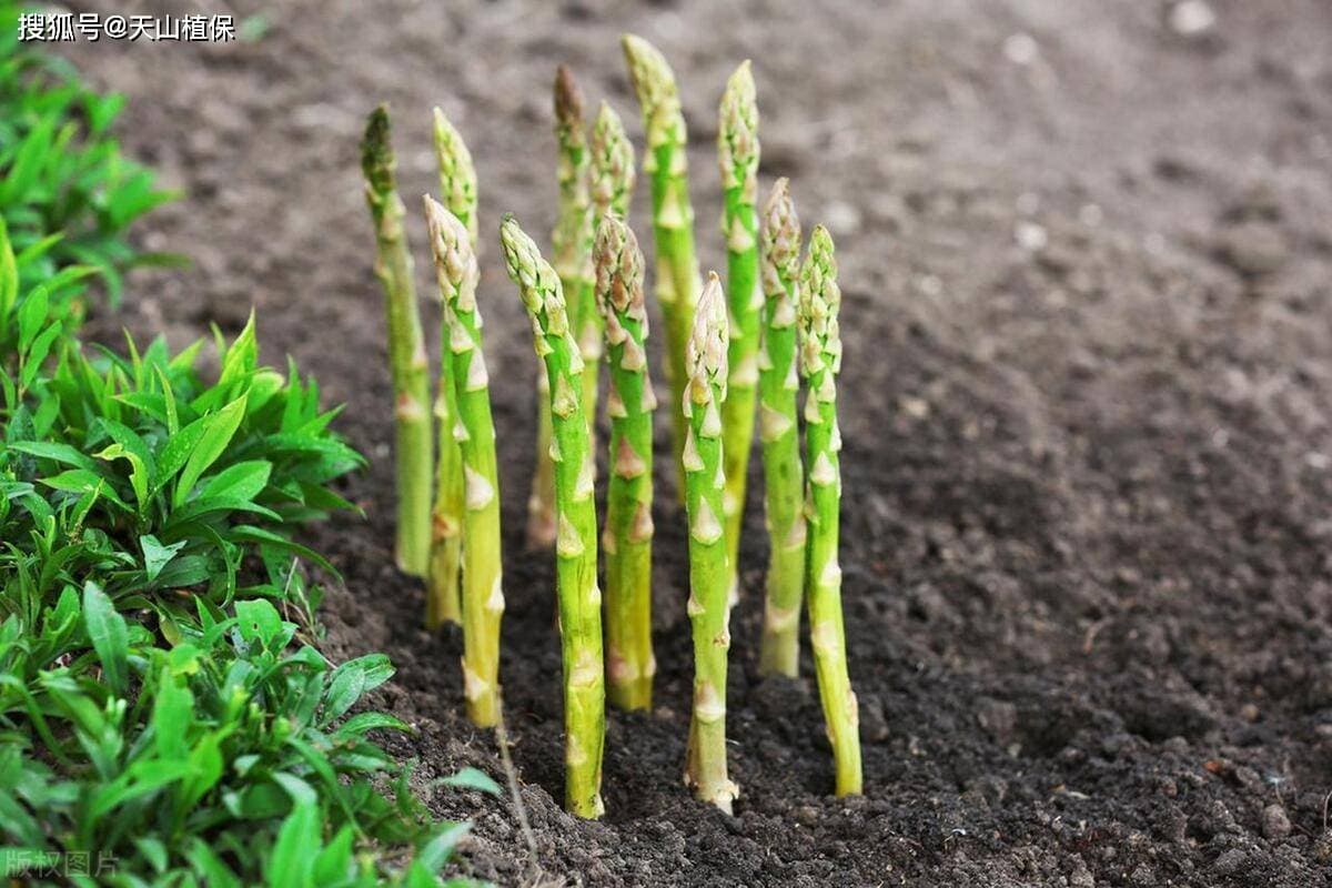 芦笋根的种植方法和时间