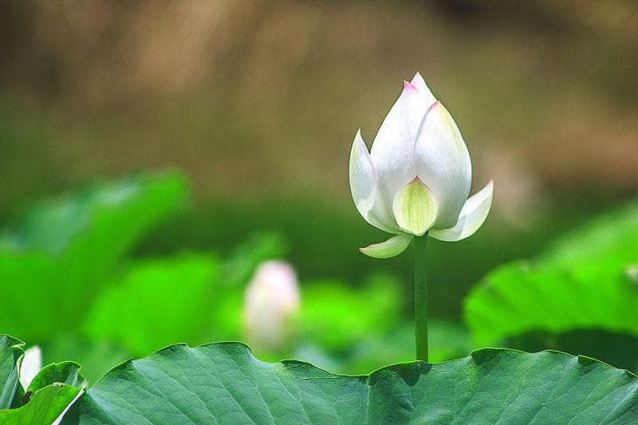 白马寺：中国佛教的“祖庭”与“释源”