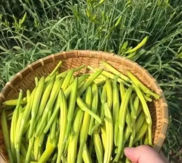 秋水仙碱是什么