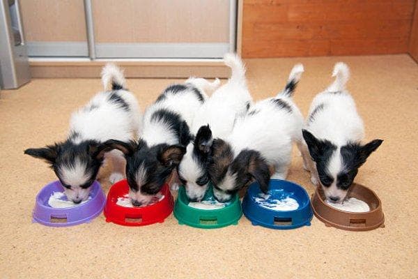 幼犬喂养指南：六个关键点助你科学养宠