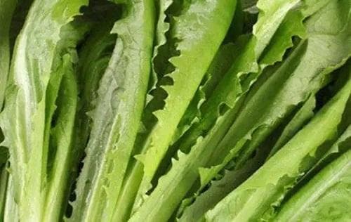 油麦菜霜霉病的识别与防治方法