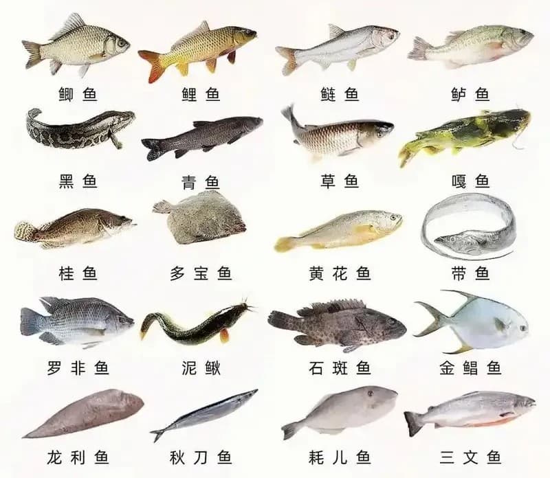 鱼的5亿年逆袭之路