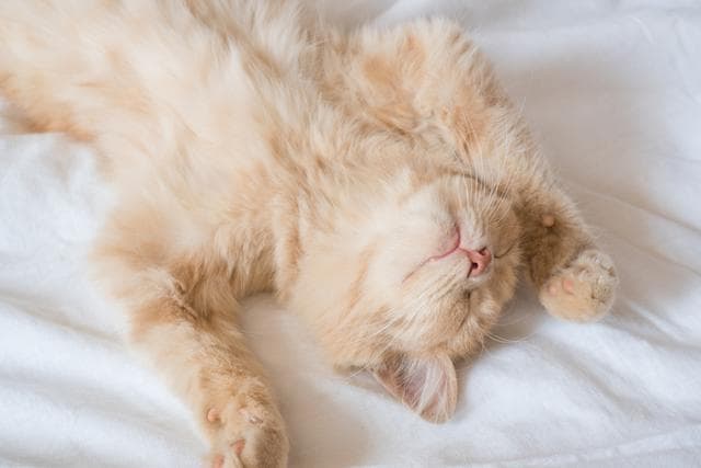 小猫掉毛的原因和解决方法