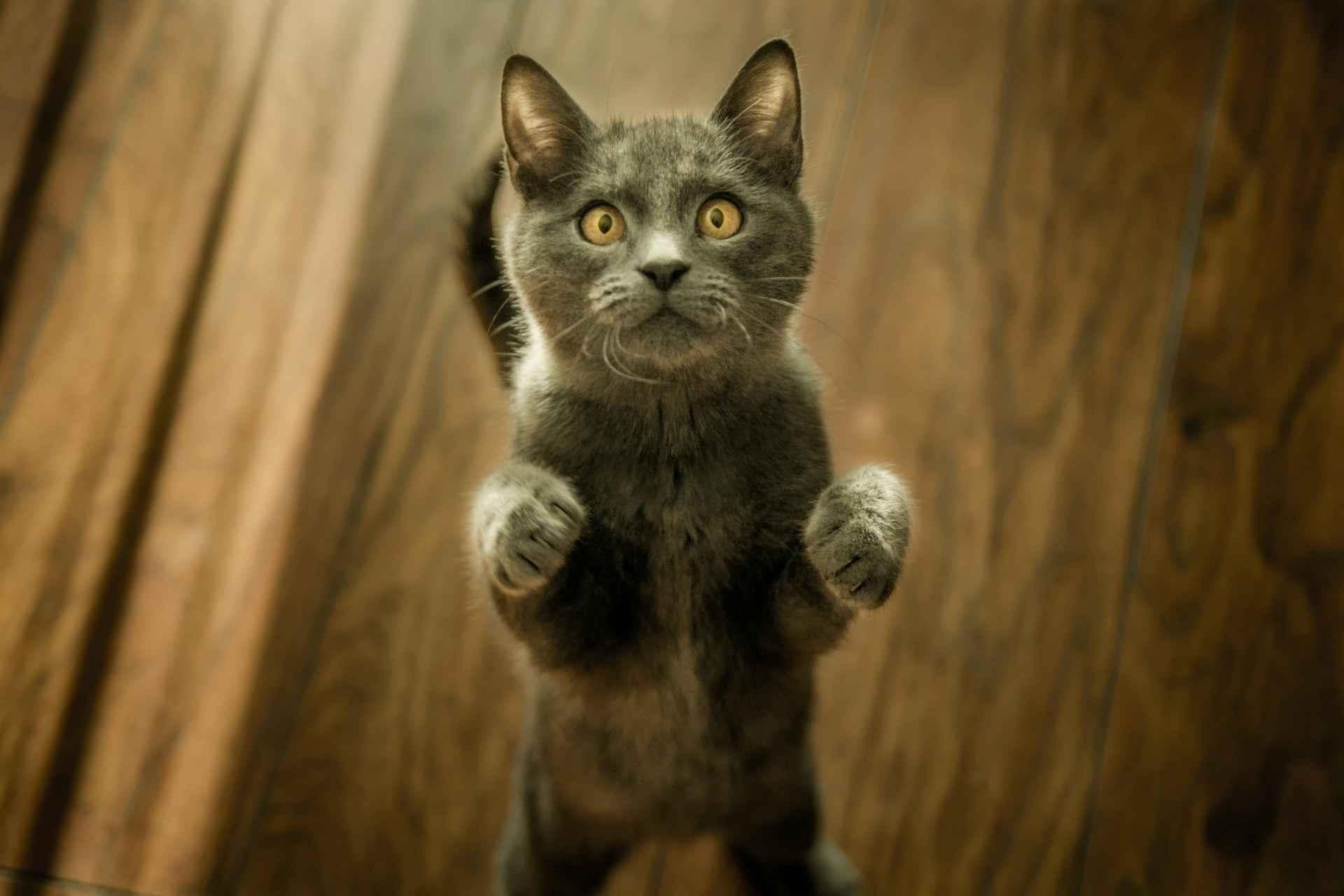动物的哀鸣，法律的警钟：揭开虐猫行为的法律与心理！