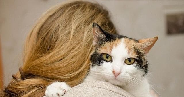猫咪猫咪，从宠物到陪伴（探寻猫咪在人类生活中的意义与作用）