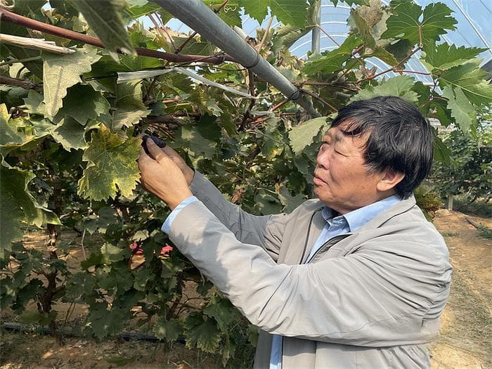 刘俊：扎根葡萄产业40年，创新品种技术带动农户增收