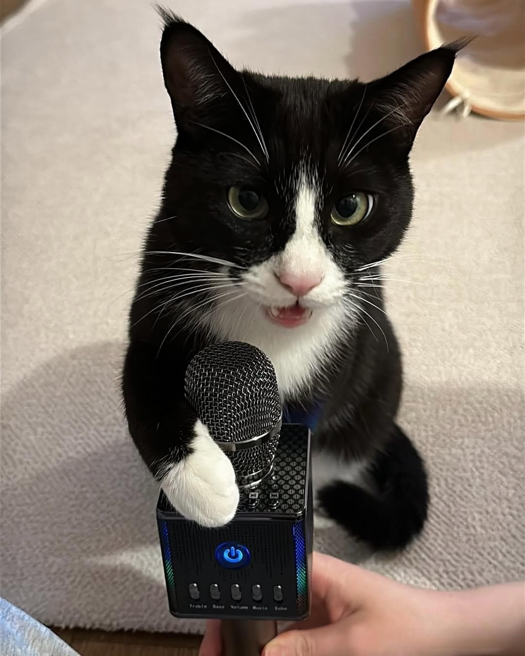 猫咪盯着你的行为背后有什么含义？如何回应猫咪的眼神交流？