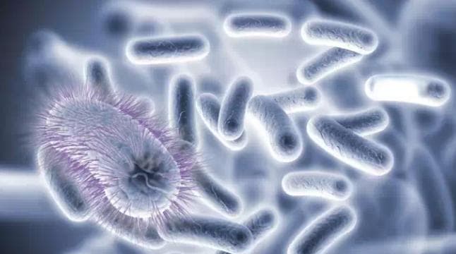 人工多菌体系的设计与构建在合成生物学领域的应用