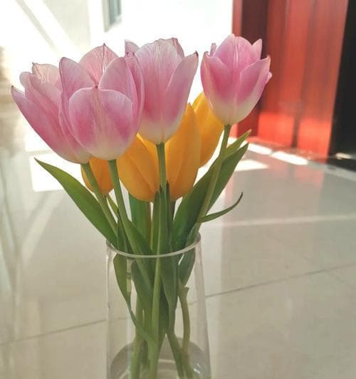 养殖郁金香的完美指南（种植、管理与养护技巧，打造花期长、花色丰富的郁金香花坛）