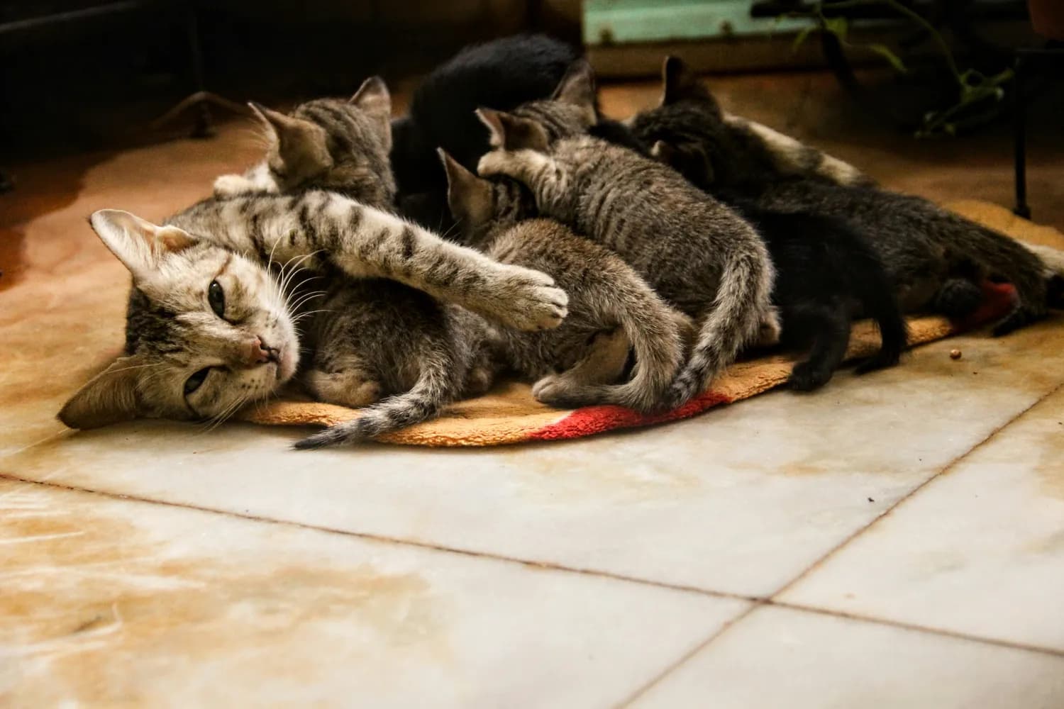 母猫不认小猫怎么办？4个实用解决方案帮你应对这一难题