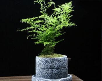 文竹的盆栽选择（选大盆还是小盆？该如何抉择？）