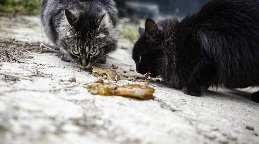 流浪猫救助指南：哪些猫需要救助？救助时需要注意什么？
