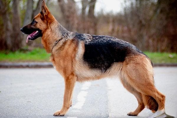 德国牧羊犬：聪明忠诚的多功能犬种