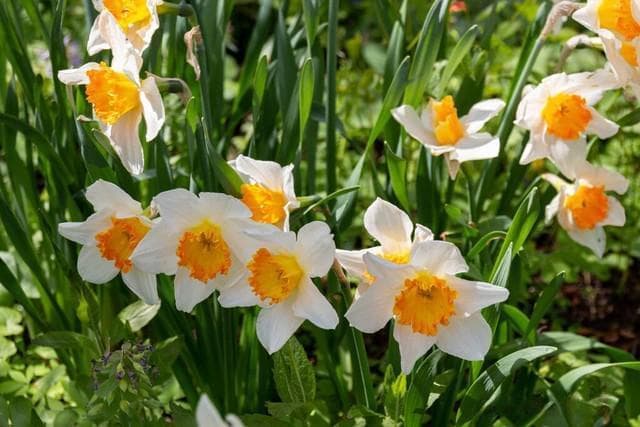 "花中四雅"：兰花、菊花、水仙与菖蒲的文化内涵