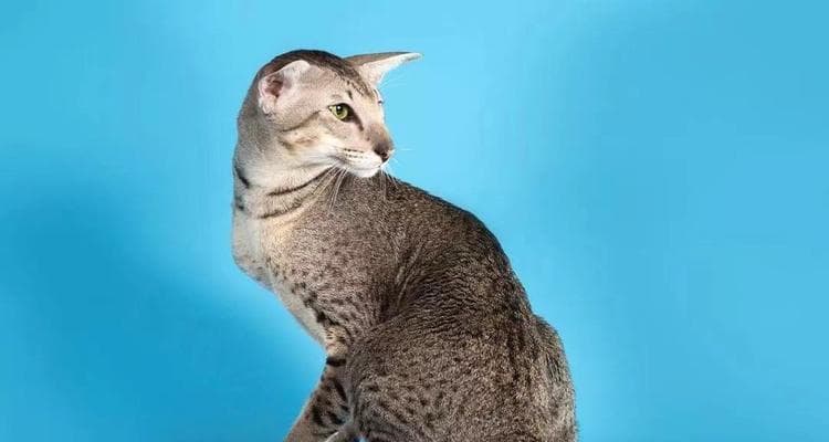 如何科学养护东方短毛猫？（从饮食到生活习惯，关注猫咪的细节！）