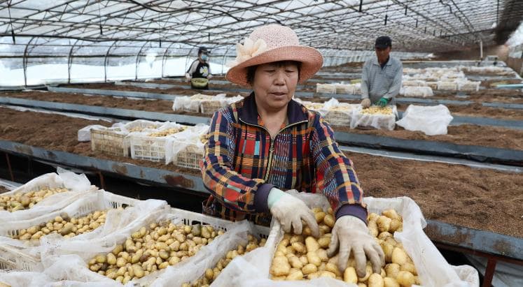 粮食安全、科技兴农、乡风文明，三个故事看中央一号文件的乡村实践