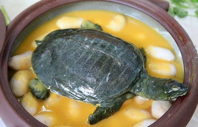 甲鱼炖什么最滋补？多种食材搭配方案详解