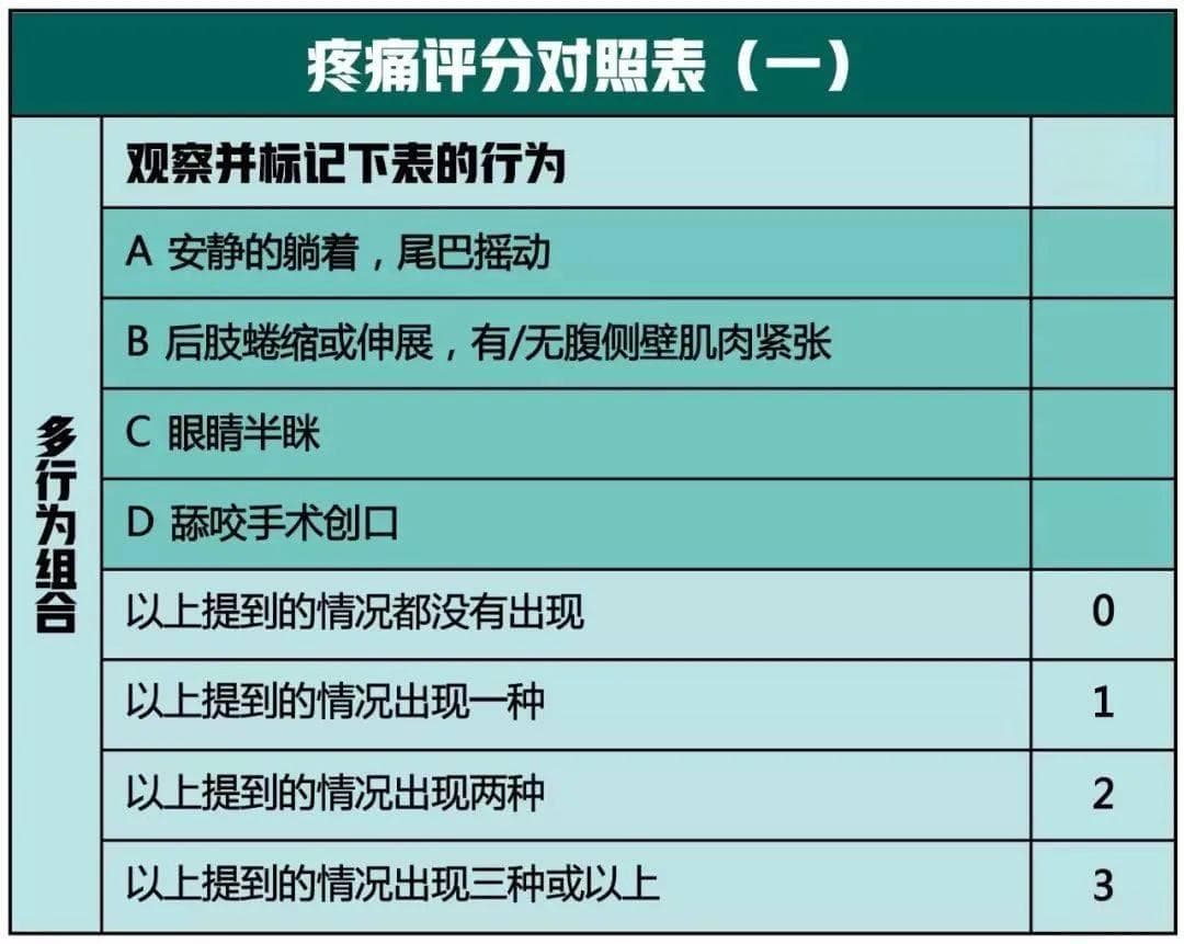 如何识别猫咪是否隐藏疼痛？警惕猫病征兆！