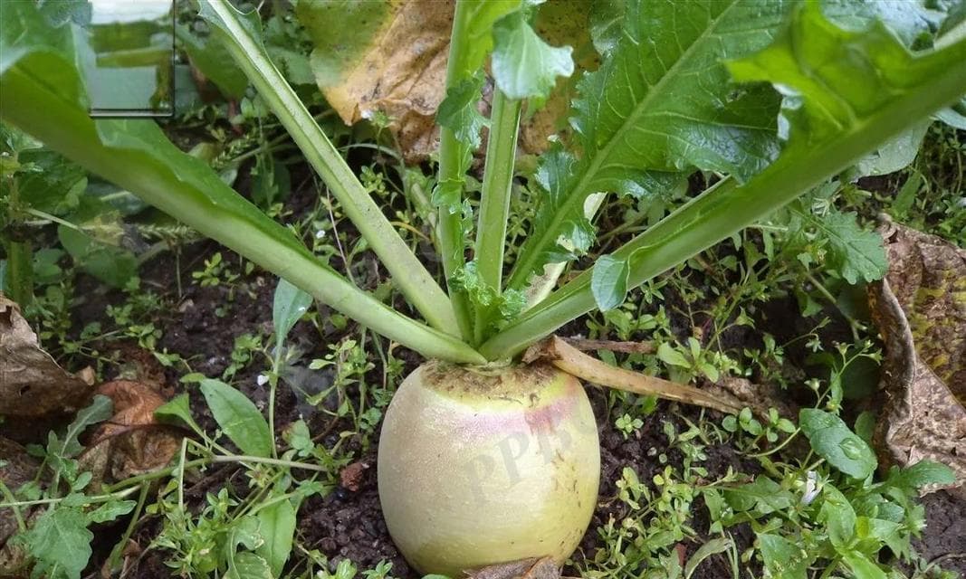 探究萝卜的植物特性（了解萝卜的生长习性与营养成分）