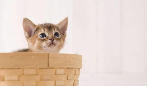 猫薄荷：猫咪的神秘诱惑！