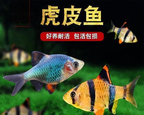 以虎皮鱼为宠物的养殖方法（从饲养环境到饲料管理，让你成为虎皮鱼的贴心管家）