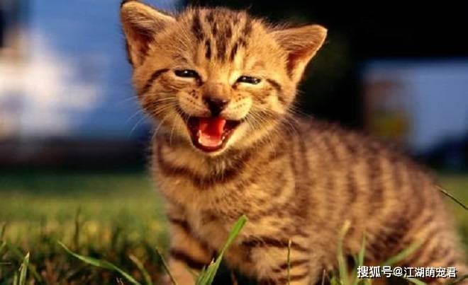 养公猫还是母猫？7个关键差异帮你做出明智选择