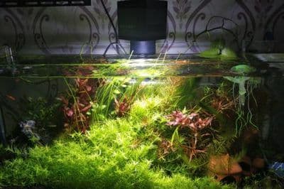 北方鱼缸适合养什么水草：北方鱼缸适合养哪些水草