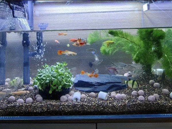 鱼缸水面有油膜怎么办？四种实用解决方案帮你轻松应对