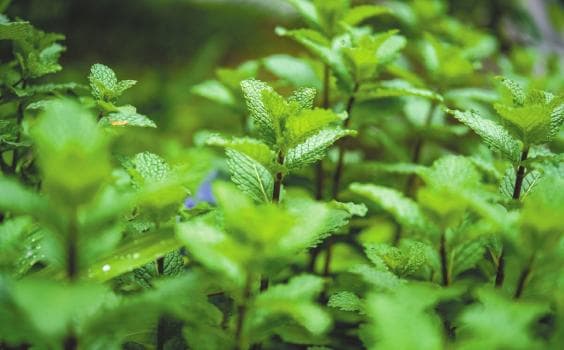 “驱虫植物”真的能驱蚊吗？