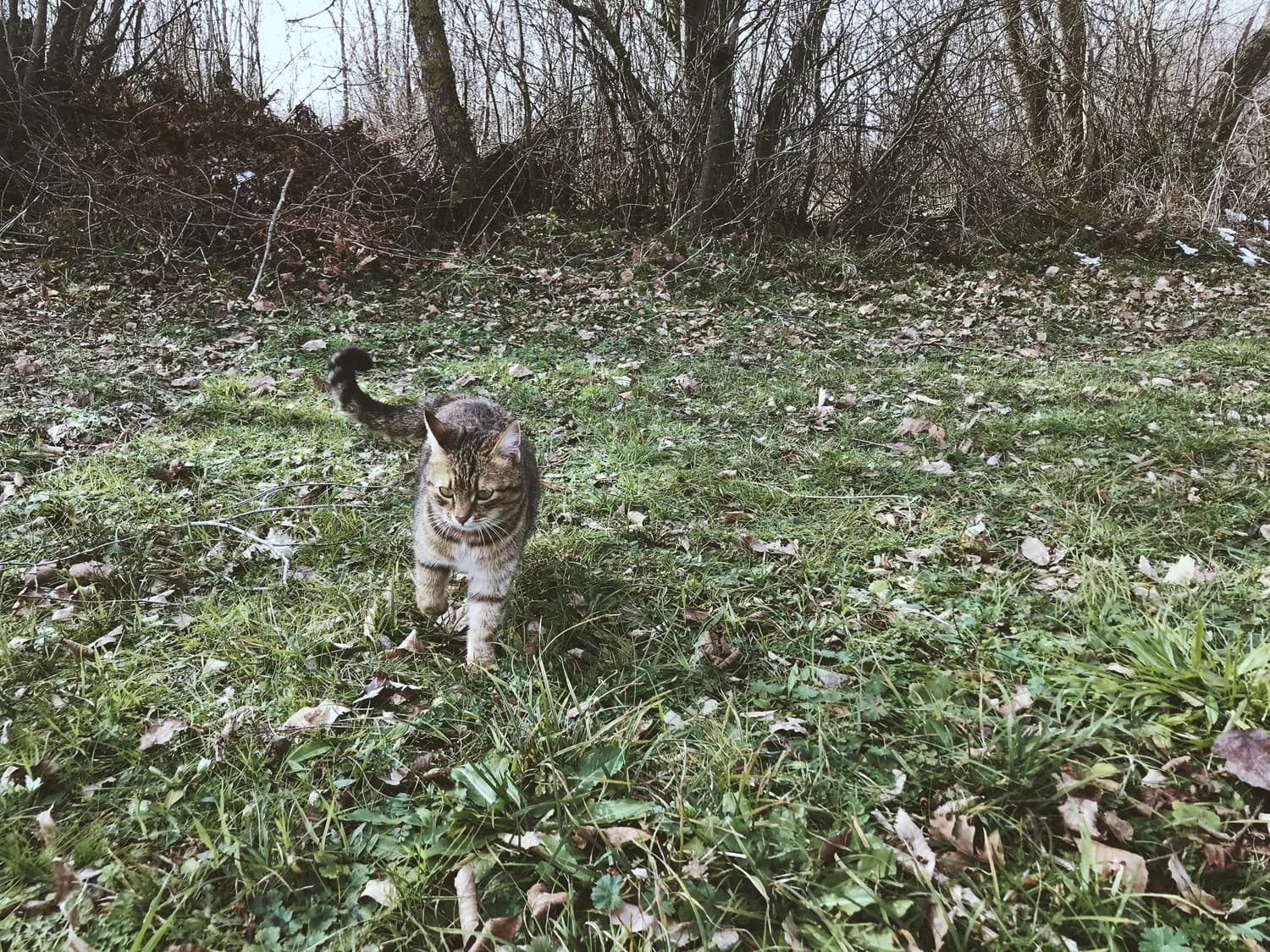逗猫棒新玩法：让猫咪秒变粘人精