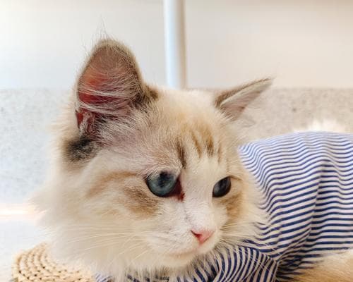 宠物吃安眠药（以猫吃什么安眠药为例）