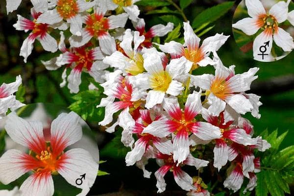 有花植物的性别系统：复杂到你无法理解的程度