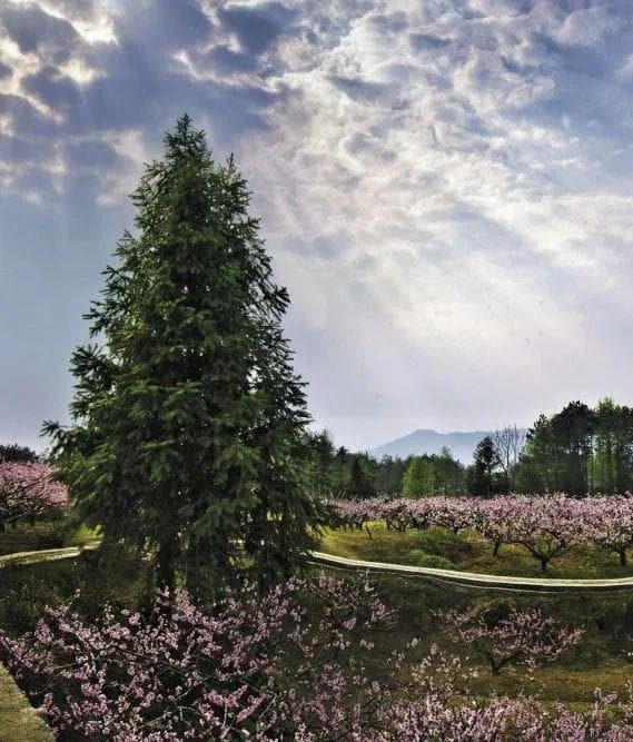 何时桃花烂漫？黟县桃花开花期预报来了